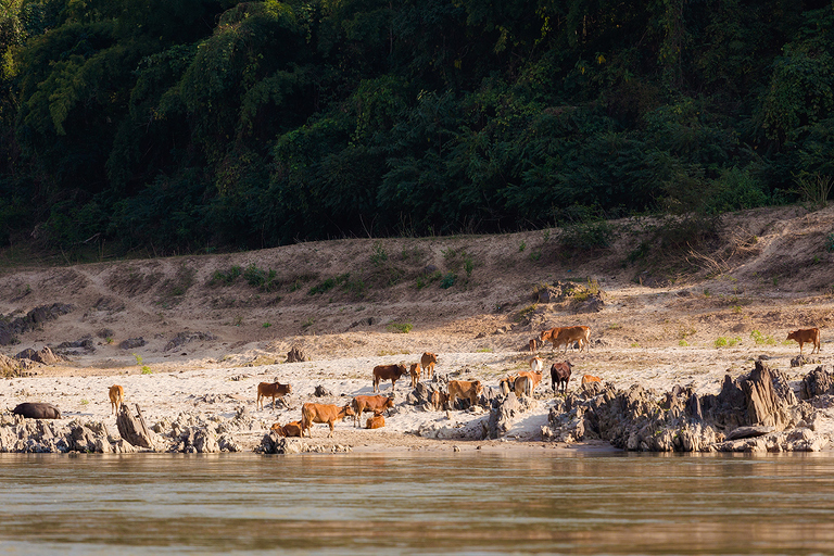 fotografie z podrozy, zdjecia z podrozy, zdjecia z laosu, travel photography, laos photos lao what to sea, travelling lao, fotografie z laosu, fotografia podroznicza, www.magiaobrazu.com, laos, huay xai, pakbeng, luang prabang, vientiane, pakse, 4 thousand islands, four thousand islands laos, don det, don khone lao, zdjecia z wakacji, zdjecia z azji, fotografie z azji, podroz po azji