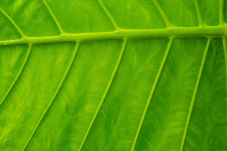 fotografie z podrozy, zdjecia z podrozy, zdjecia z laosu, travel photography, laos photos lao what to sea, travelling lao, fotografie z laosu, fotografia podroznicza, www.magiaobrazu.com, laos, huay xai, pakbeng, luang prabang, vientiane, pakse, 4 thousand islands, four thousand islands laos, don det, don khone lao, zdjecia z wakacji, zdjecia z azji, fotografie z azji, podroz po azji