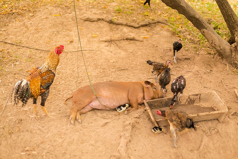 Zdjecia z podrozy po Laosie: Huay Xay, Pakbeng, Luang Prabang, Vientiane, Pakse, 4 thousand islands: Don Den, Don Khone