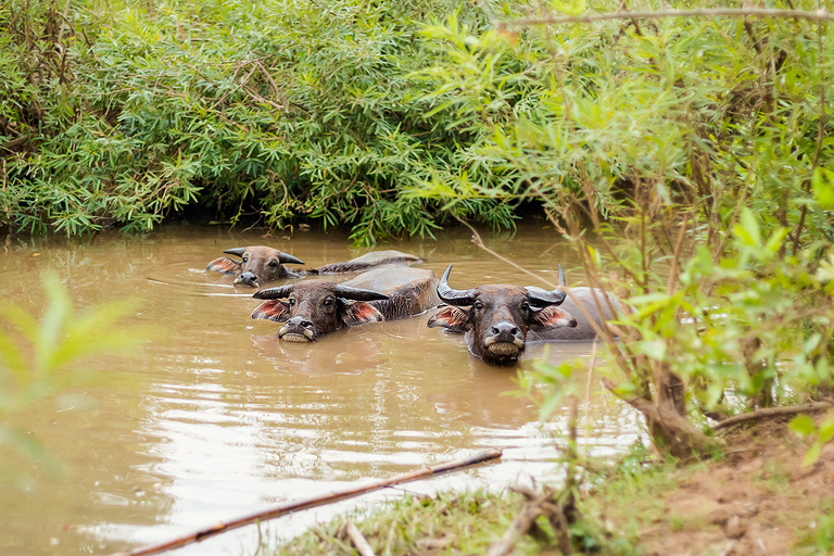 Zdjecia z podrozy po Laosie: Huay Xay, Pakbeng, Luang Prabang, Vientiane, Pakse, 4 thousand islands: Don Den, Don Khone