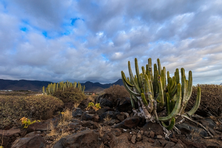 fotografie z podrozy, zdjecia z podrozy, profesjonalna fotografia podroznicza, zdjecia z teneryfy, fotografie z teneryfy, fotografia podroznicza, www.magiaobrazu.com, teneryfa, El Teide, Masca wawoz, Santa Cruz, zdjecia teneryfa, wyspy kanaryjskie, hiszpania, zdjecia z kanarow, fotografie z teneryfy, fotografia teneryfa, piekne miejsca w europie, zdjecia z wysp kanaryjskich, profesjonalna fotografia podroznicza