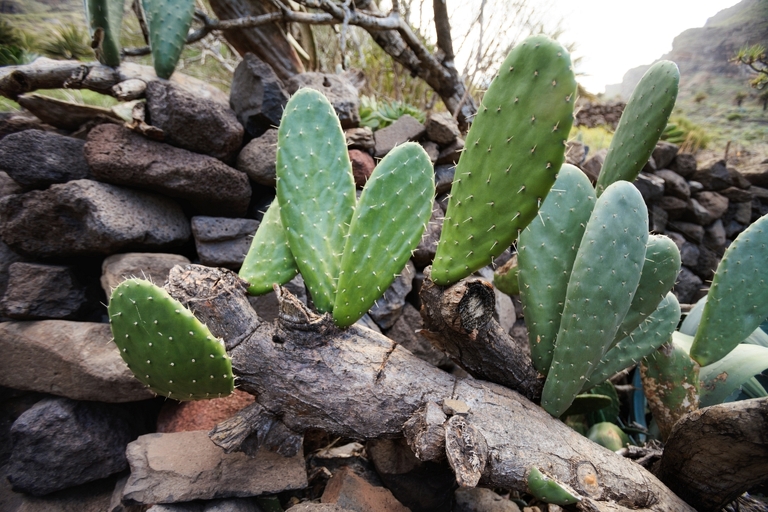 fotografie z podrozy, zdjecia z podrozy, profesjonalna fotografia podroznicza, zdjecia z teneryfy, fotografie z teneryfy, fotografia podroznicza, www.magiaobrazu.com, teneryfa, El Teide, Masca wawoz, Santa Cruz, zdjecia teneryfa, wyspy kanaryjskie, hiszpania, zdjecia z kanarow, fotografie z teneryfy, fotografia teneryfa, piekne miejsca w europie, zdjecia z wysp kanaryjskich, profesjonalna fotografia podroznicza