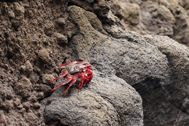 fotografie z podrozy, zdjecia z podrozy, profesjonalna fotografia podroznicza, zdjecia z teneryfy, fotografie z teneryfy, fotografia podroznicza, www.magiaobrazu.com, teneryfa, El Teide, Masca wawoz, Santa Cruz, zdjecia teneryfa, wyspy kanaryjskie, hiszpania, zdjecia z kanarow, fotografie z teneryfy, fotografia teneryfa, piekne miejsca w europie, zdjecia z wysp kanaryjskich, profesjonalna fotografia podroznicza