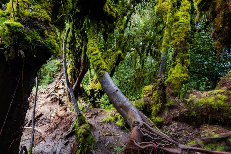co zobaczyc w malezji, najlepsze miejsca w malezji, co odwiedzic w malezji, wakacje w malezji, malezja najlepsze miejsca, fotografie z podrozy, zdjecia z podrozy, zdjecia z malezjii, Melaka, Melacca, Cameron Highlands, Tanah Rata, Kuala Lumpur, Kuala Kangsar, fotografie z malezji, fotografia podroznicza, travel photography, travel photos, asia photos, malaysia, malaysiani photos, malaysia photography, malaysia travel, best places in malaysia, www.magiaobrazu.com, malezja, pinang, zdjecia z wakacji, zdjecia z azji, fotografie z azji, podroz po azji