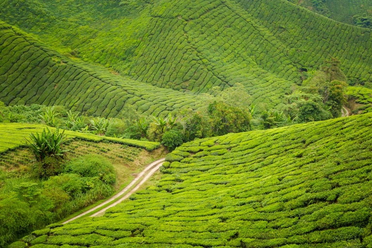 co zobaczyc w malezji, najlepsze miejsca w malezji, co odwiedzic w malezji, wakacje w malezji, malezja najlepsze miejsca, fotografie z podrozy, zdjecia z podrozy, zdjecia z malezjii, Melaka, Melacca, Cameron Highlands, Tanah Rata, Kuala Lumpur, Kuala Kangsar, fotografie z malezji, fotografia podroznicza, travel photography, travel photos, asia photos, malaysia, malaysiani photos, malaysia photography, malaysia travel, best places in malaysia, www.magiaobrazu.com, malezja, pinang, zdjecia z wakacji, zdjecia z azji, fotografie z azji, podroz po azji