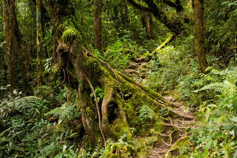co zobaczyc w malezji, najlepsze miejsca w malezji, co odwiedzic w malezji, wakacje w malezji, malezja najlepsze miejsca, fotografie z podrozy, zdjecia z podrozy, zdjecia z malezjii, Melaka, Melacca, Cameron Highlands, Tanah Rata, Kuala Lumpur, Kuala Kangsar, fotografie z malezji, fotografia podroznicza, travel photography, travel photos, asia photos, malaysia, malaysiani photos, malaysia photography, malaysia travel, best places in malaysia, www.magiaobrazu.com, malezja, pinang, zdjecia z wakacji, zdjecia z azji, fotografie z azji, podroz po azji