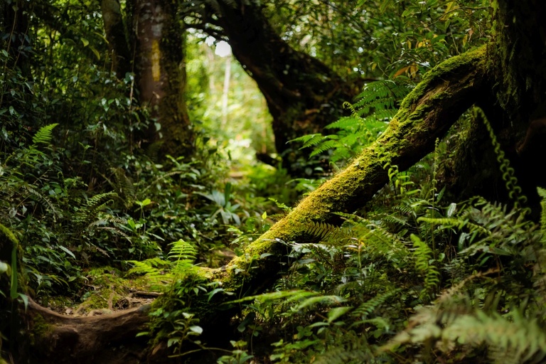 co zobaczyc w malezji, najlepsze miejsca w malezji, co odwiedzic w malezji, wakacje w malezji, malezja najlepsze miejsca, fotografie z podrozy, zdjecia z podrozy, zdjecia z malezjii, Melaka, Melacca, Cameron Highlands, Tanah Rata, Kuala Lumpur, Kuala Kangsar, fotografie z malezji, fotografia podroznicza, travel photography, travel photos, asia photos, malaysia, malaysiani photos, malaysia photography, malaysia travel, best places in malaysia, www.magiaobrazu.com, malezja, pinang, zdjecia z wakacji, zdjecia z azji, fotografie z azji, podroz po azji