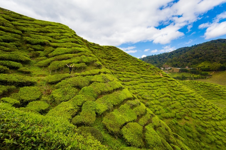 co zobaczyc w malezji, najlepsze miejsca w malezji, co odwiedzic w malezji, wakacje w malezji, malezja najlepsze miejsca, fotografie z podrozy, zdjecia z podrozy, zdjecia z malezjii, Melaka, Melacca, Cameron Highlands, Tanah Rata, Kuala Lumpur, Kuala Kangsar, fotografie z malezji, fotografia podroznicza, travel photography, travel photos, asia photos, malaysia, malaysiani photos, malaysia photography, malaysia travel, best places in malaysia, www.magiaobrazu.com, malezja, pinang, zdjecia z wakacji, zdjecia z azji, fotografie z azji, podroz po azji