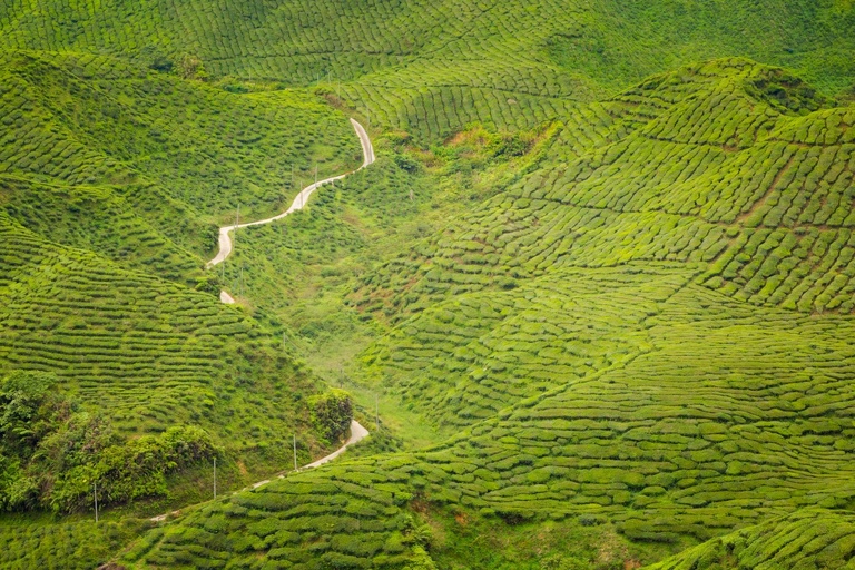 co zobaczyc w malezji, najlepsze miejsca w malezji, co odwiedzic w malezji, wakacje w malezji, malezja najlepsze miejsca, fotografie z podrozy, zdjecia z podrozy, zdjecia z malezjii, Melaka, Melacca, Cameron Highlands, Tanah Rata, Kuala Lumpur, Kuala Kangsar, fotografie z malezji, fotografia podroznicza, travel photography, travel photos, asia photos, malaysia, malaysiani photos, malaysia photography, malaysia travel, best places in malaysia, www.magiaobrazu.com, malezja, pinang, zdjecia z wakacji, zdjecia z azji, fotografie z azji, podroz po azji