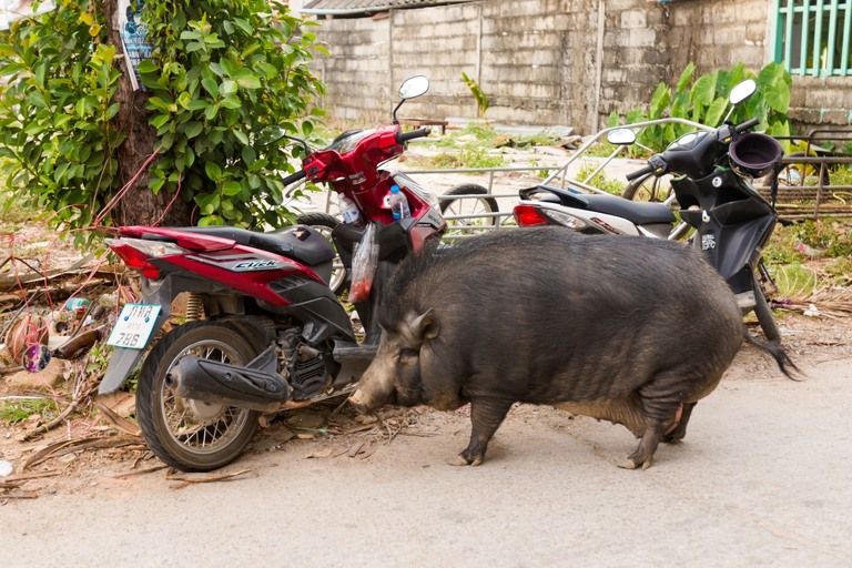 co zobaczyc w tajlandii, najlepsze miejsca w tajlandii, co odwiedzic w tajlandii, wakacje w tajlandii, tajlandia najlepsze miejsca, fotografie z podrozy, zdjecia z podrozy, zdjecia z tajlandii, Bangkok, Koh Chang, Udon Thani, Nakhon Ratthasima, Chiang Mai, Pai, Chiang Rai, Trat, Koh Kood, Koh Larn fotografie z tajlandii, fotografia podroznicza, travel photography, travel photos, asia photos, thailand, thai photos, thailand photography, thailand travel, thai travel, best places in thailand, www.magiaobrazu.com, tajlandia, bangkok, zdjecia z wakacji, zdjecia z azji, fotografie z azji, podroz po azji
