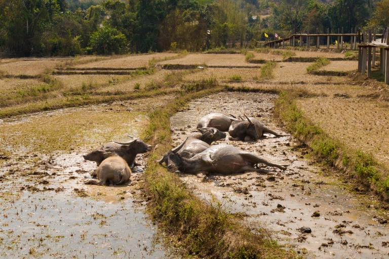 co zobaczyc w tajlandii, najlepsze miejsca w tajlandii, co odwiedzic w tajlandii, wakacje w tajlandii, tajlandia najlepsze miejsca, fotografie z podrozy, zdjecia z podrozy, zdjecia z tajlandii, Bangkok, Koh Chang, Udon Thani, Nakhon Ratthasima, Chiang Mai, Pai, Chiang Rai, Trat, Koh Kood, Koh Larn fotografie z tajlandii, fotografia podroznicza, travel photography, travel photos, asia photos, thailand, thai photos, thailand photography, thailand travel, thai travel, best places in thailand, www.magiaobrazu.com, tajlandia, bangkok, zdjecia z wakacji, zdjecia z azji, fotografie z azji, podroz po azji