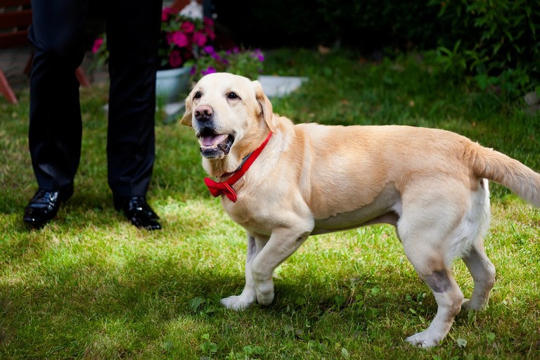 fotografia slubna pszczyna, zdjecia slubne pszczyna, fotograf slubny slask, slub w kosciele wszystkich swietych w pszczynie, wesele karczmie kuban goczalkowice, wesele w goczalkowicach, fotografia slubna katowice, zdjecia slubne katowice, zdjecia slubne zywiec, fotografia slubna, zdjecia slubne bielsko, fotograf slubny bielsko, fotograf slubny cieszyn, fotografia slubna cieszyn, www.magiaobrazu.com, zdjecia slubne bielsko, fotografia slubna slask, zdjecia slubne zywiec, zdjecia slubne cieszyn, dwoch fotografow na slub, zdjecia slubne slask,