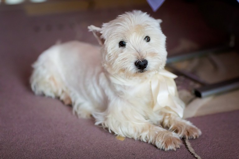 zdjecia slubne bielsko, fotografia slubna bielsko, jesienny plener slubny, jesienna sesja slubna, hotel beskidian, wesele w hotelu beskidian, fotografia slubna zywiec, zdjecia slubne zywiec, slub w kosciele przemienienia panskiego w wegierskiej gorce, slub kosciol wegierska gorka, fotografia slubna slask, fotografia slubna katowice, zdjecia slubne katowice, fotograf slubny katowice, zdjecia slubne bielsko, fotograf slubny bielsko, zdjecia slubne slask, dwoch fotografow na slub, fotografia slubna krakow,