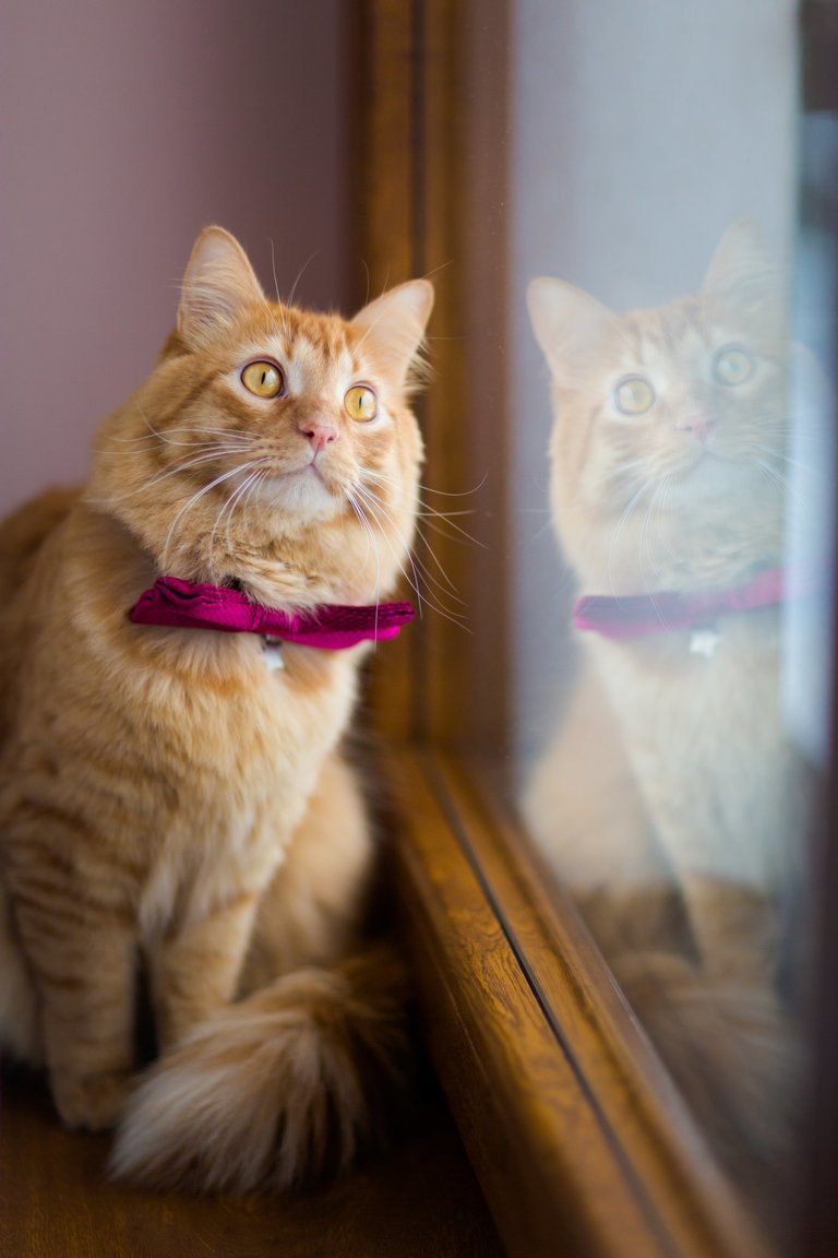 fotografia slubna zakopane, fotograf weselny zakopane, slub w zakopanem, slub w zakopanym, zdjecia slubne malopolska, plenerowy slub w tatrach, slub pod tatrami, zimowy slub tatry, zimowy slub w tatrach, plener slubny w tatrach, sesja slubna tatry, fotografia slubna Tatry, tatrzanski plener slubny, sesja slubna tatry, plener slubny tatry, fotografia slubna malopolska, fotograf na slub zakopane, zdjecia slubne zakopane, fotografia slubna slask, zdjecia slubne krakow, fotografia slubna krakow, zdjecia slubne slask, fotograf slubny Krakow, fotografowie slubni, dwoch fotografow na slub, Anna i Jacek Bieniek,www.magiaobrazu.com,