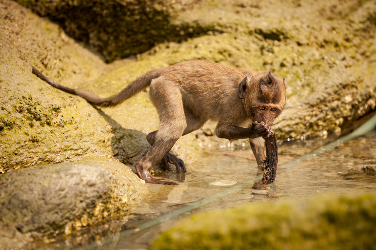 fotografie z podrozy, zdjecia z podrozy, zdjecia z tajlandii, fotografie z tajlandii, fotografia podroznicza, www.magiaobrazu.com, tajlandia, bangkok, koh phangan, koh samui, hua hin, zdjecia koh phangan, zdjecia koh samui, fotografie z hua hin, zdjecia z wakacji, zdjecia z azji, fotografie z azji, podroz po azji, monkey temple w hua hin, plaza hua hin