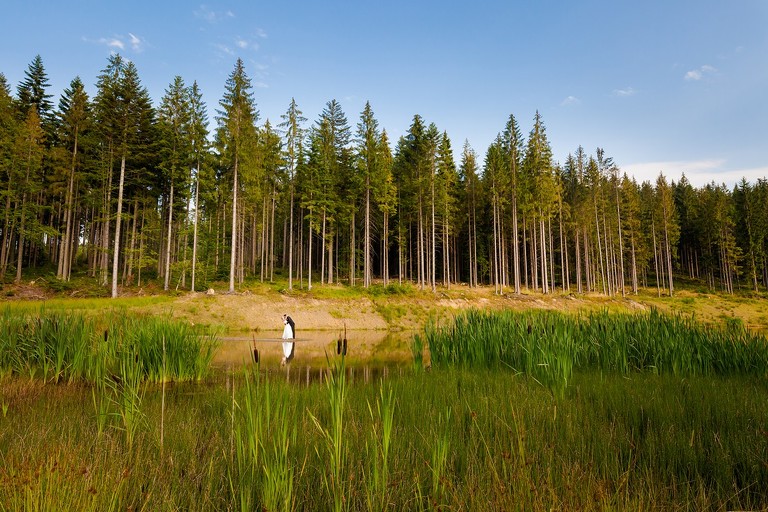 sesja slubna w gorach, plener slubny w gorach, sesja slubna w beskidach, plener slubny beskidy, zdjecia slubne zywiec, fotografia slubna slask, zdjecia slubne slask, romantyczny plener slubny, fotograf slubny bielsko, plener slubny w lesie slask, sesja slubna w lesie slask, plener slubny las slask, fotografia slubna slask, zdjecia slubne slask, fotografia slubna katowice, zdjecia slubne katowice, romantyczna sesja slubna slask, zdjecia slubne bielsko, fotografia slubna bielsko, oryginalny plener slubny, oryginalna sesja slubna, www.magiaobrazu.com, Anna i Jacek Bieniek,