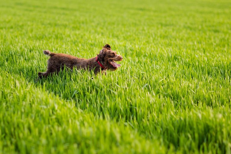 sesja narzeczenska pszczyna, sesja narzeczenska z koniami, plener z koniami, plener narzeczenski pszczyna, sesja narzeczenska w pszczynie, sesje narzeczenskie slask, zdjecia narzeczenskie slask, sesja zareczynowa slask, zdjecia zareczynowe slask, www.magiaobrazu.com, fotografia slubna slask, fotograf slubny krakow, zdjecia przedslubne slask, fotografia slubna slask, romantyczna sesja narzeczenska, engagement session, prewedding photosession,